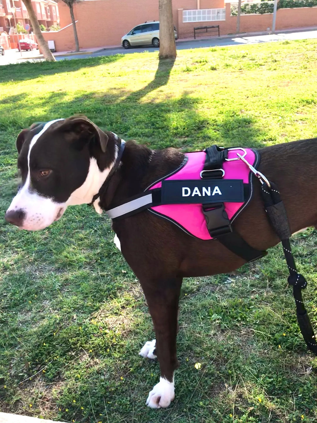 Dog Harness Vest ID Patch Customized